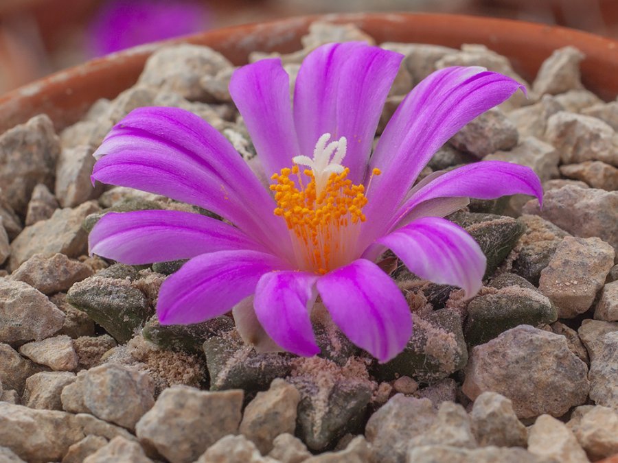 Ariocarpus kotschoubeyanus var. teyrensis VZD 419 La Palmilla, Zac