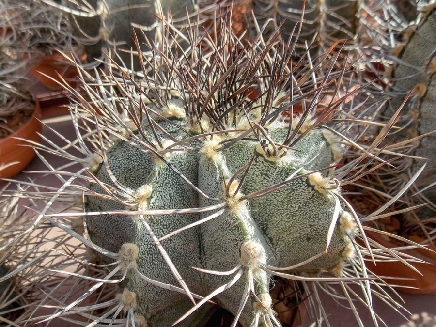 Astrophytum capricorne ssp. niveum Cuatro Cienegas, Coah