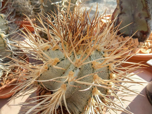 Astrophytum capricorne ssp. niveum, Sierra Madre, Coah