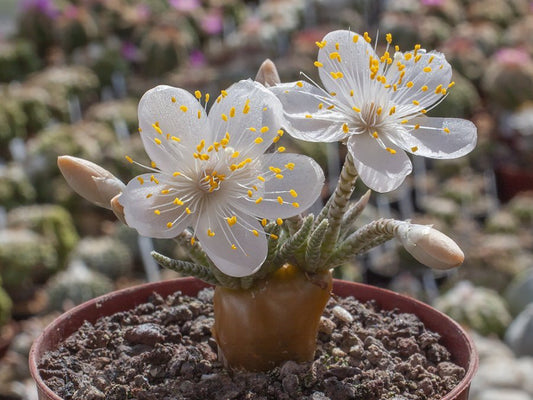 ārstnieciskais zelts Pseudolithos migiurtinus