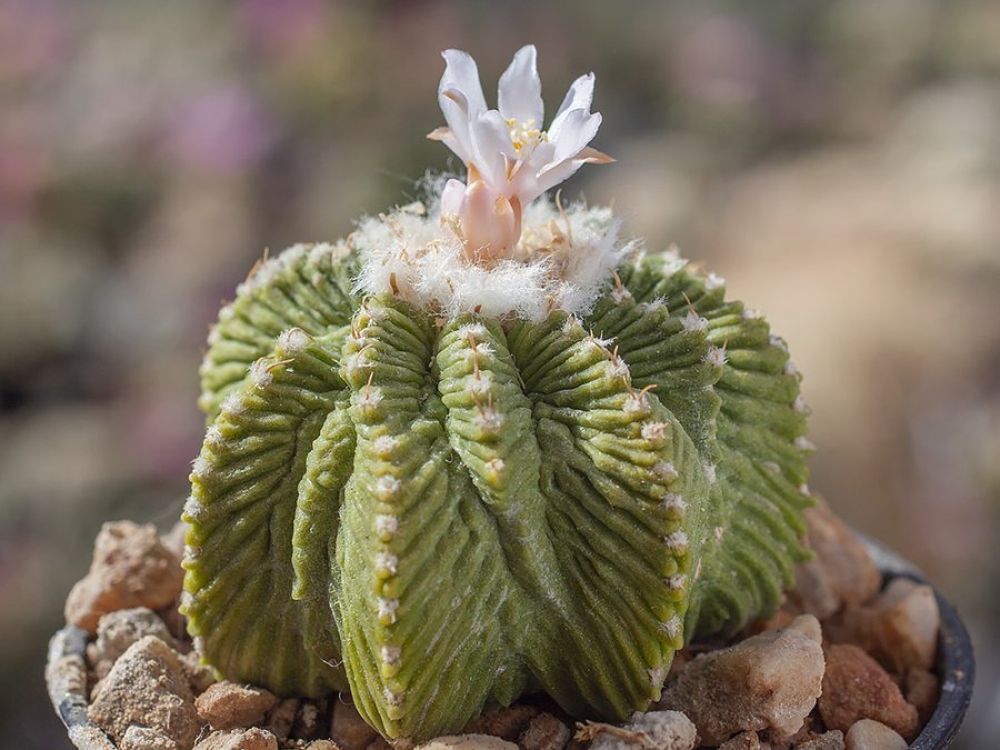 Aztekium ritteri f. white flower - 2cm grafted