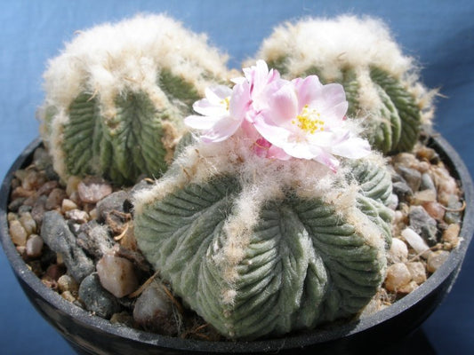 Aztekium Aztekium plants – Hajek-kaktusy