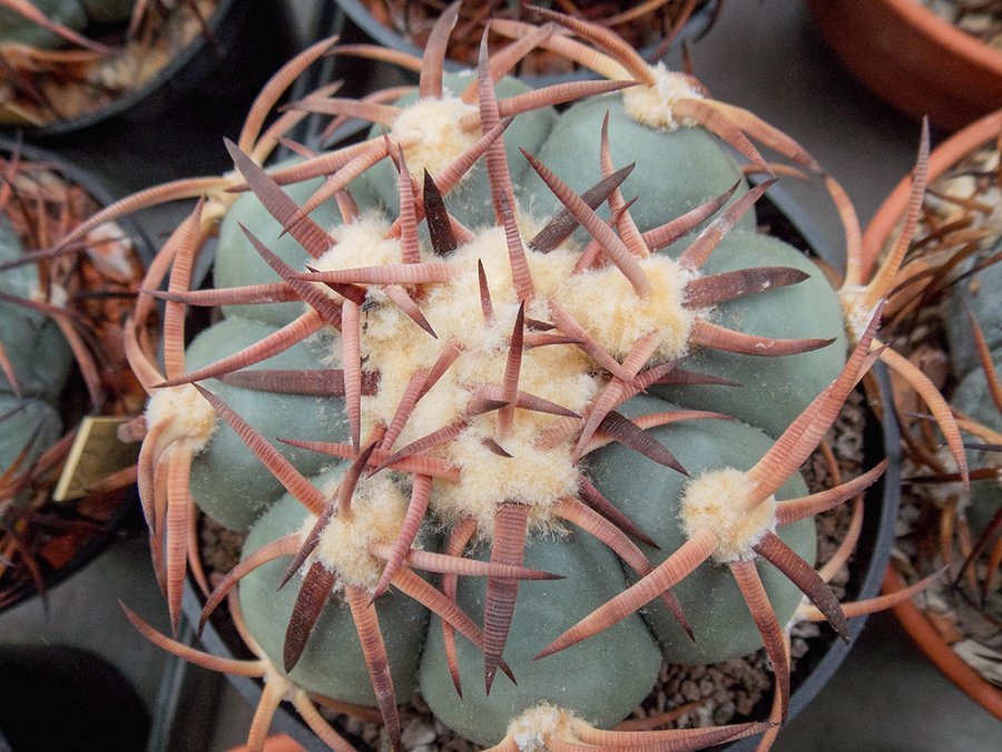 Echinocactus horizonthalonius VZD 1300 Las Delicias, Dur