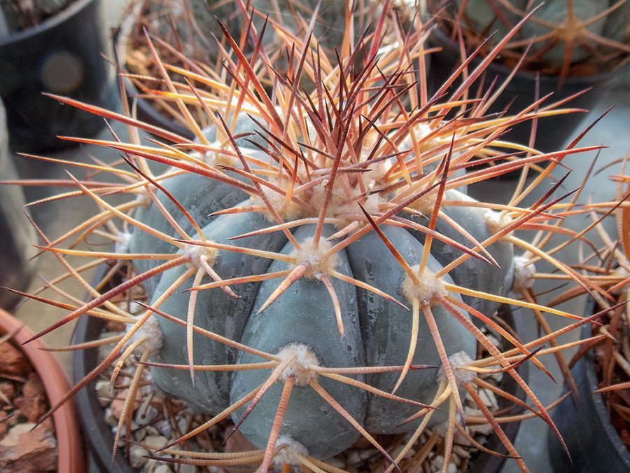 Echinocactus horizonthalonius RC 62 El Hundido, Coah