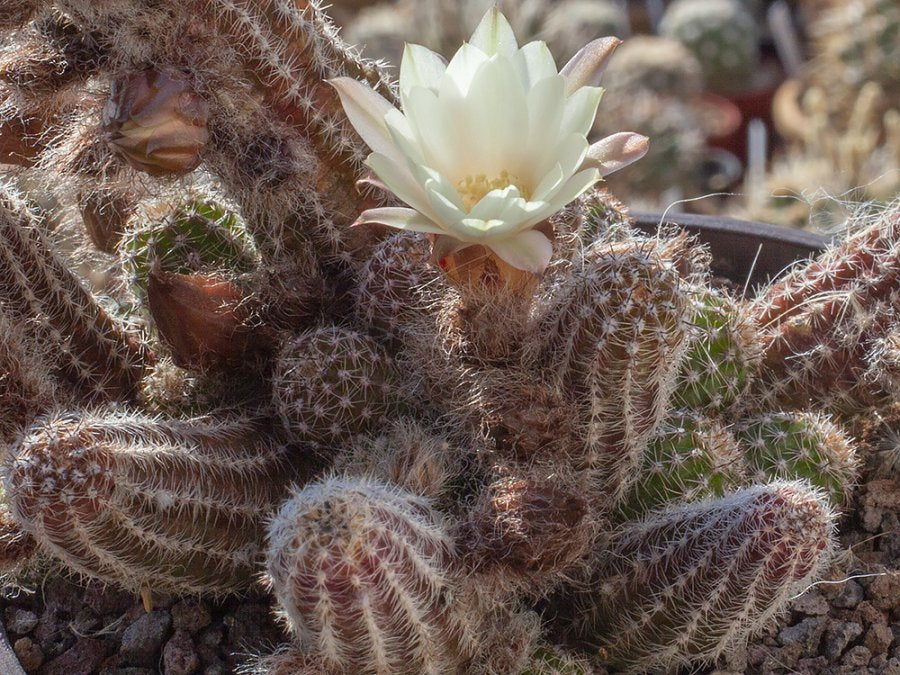 Chamaecereus hybr. white flower