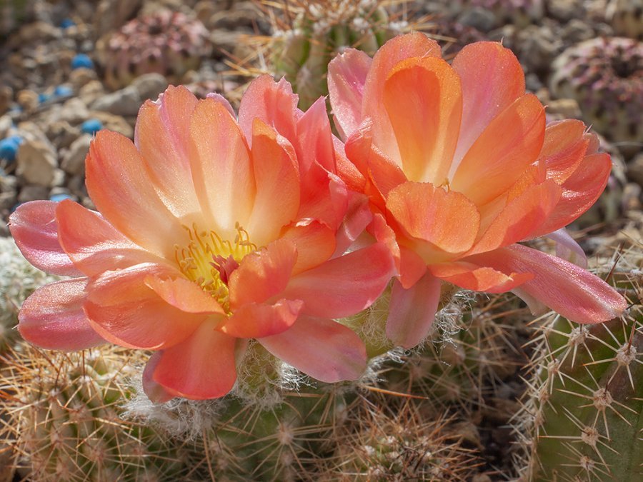 Chamaecereus hybr. mix of colour - 20 seeds