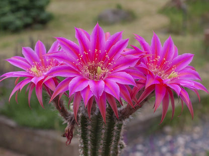 Chamaecereus hybr. mix of colour - 20 seeds