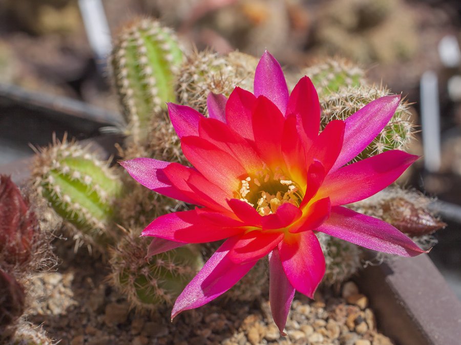 Chamaecereus hybr. mix of colour - 20 seeds