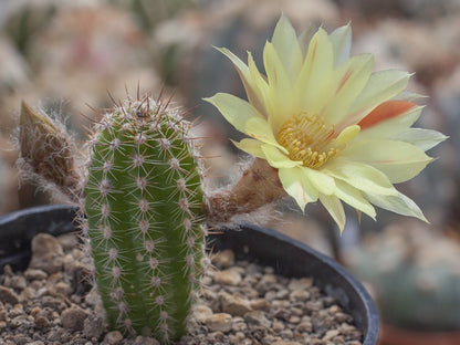 Chamaecereus hybr. Parrot