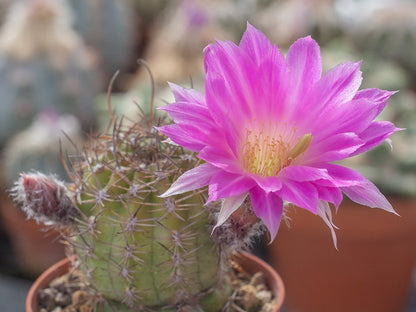 Chamaecereus hybr. mix of colour - 20 seeds