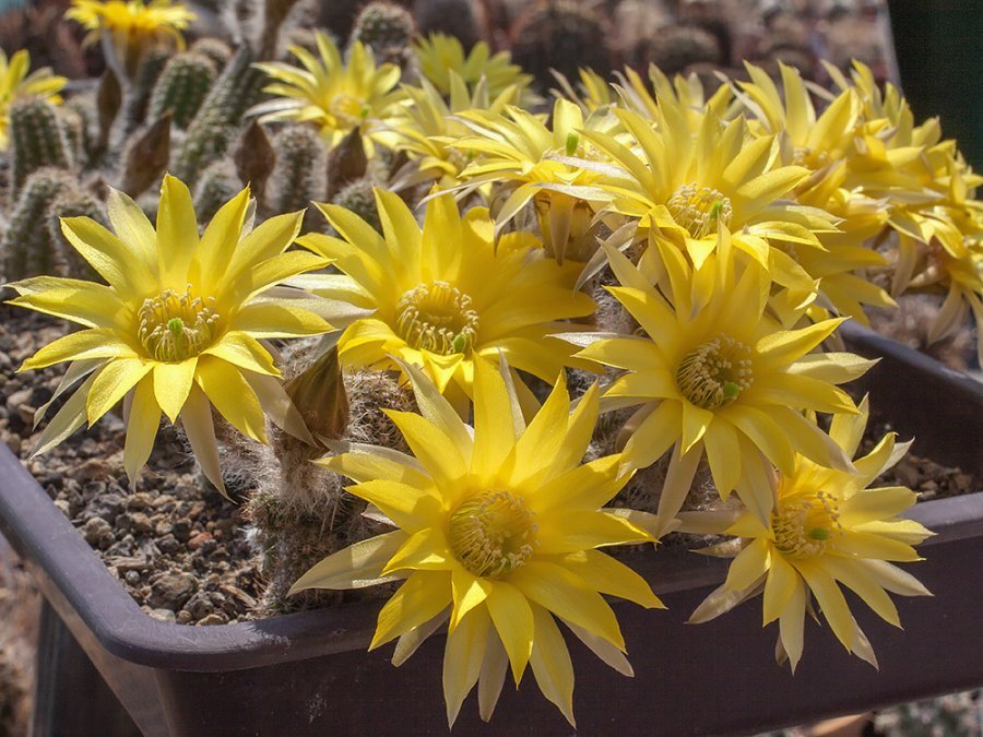 Chamaecereus hybr. mix of colour - 20 seeds