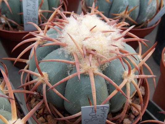 Echinocactus horizonthalonius VZD 1085 Arroyo Las Layas, Chih - 10 seeds