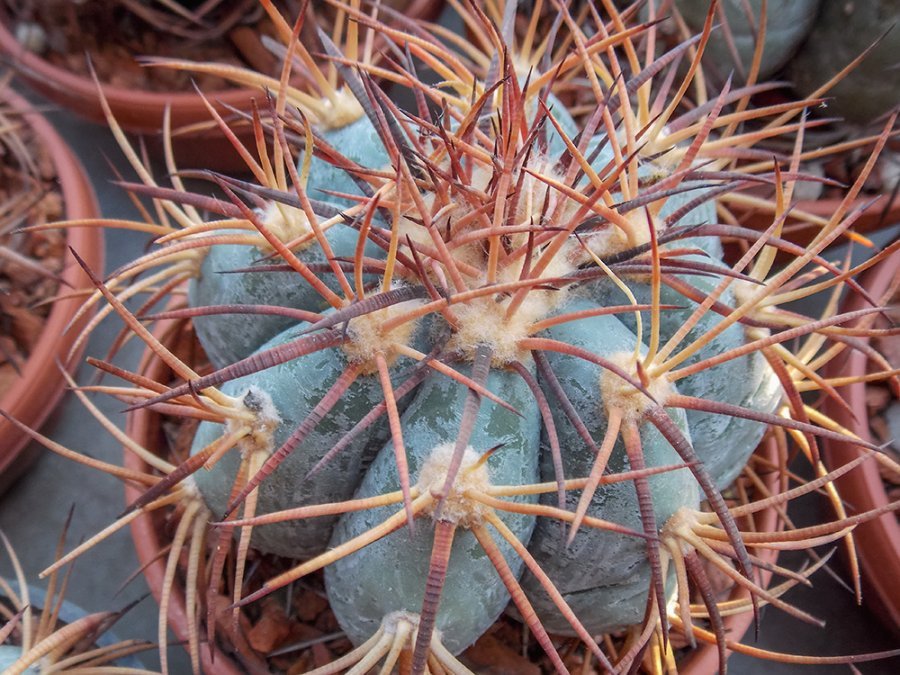 Echinocactus horizonthalonius Big Bend, Tx