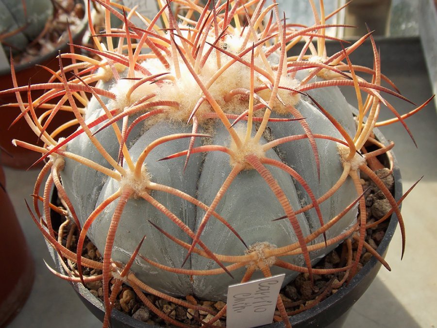 Echinocactus horizonthalonius Carillo, Chih