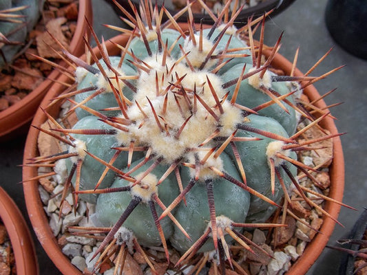 Echinocactus horizonthalonius KMR 222 Agua Nueva, Coah - 10 seeds