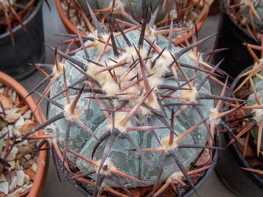 Echinocactus horizonthalonius KMR 228 Ejido Notillas, Coah - 10 seeds