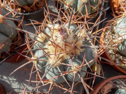 Echinocactus horizonthalonius v. nicholii Vekol Mts, Pinal Co, Az