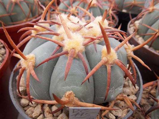 Echinocactus horizonthalonius RC 115 Pajarito, Dur - 10 seeds