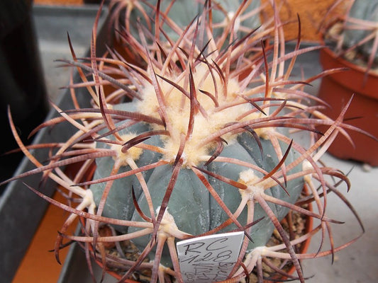 Echinocactus horizonthalonius RC 128 Buena Vista, Coah - 10 seeds