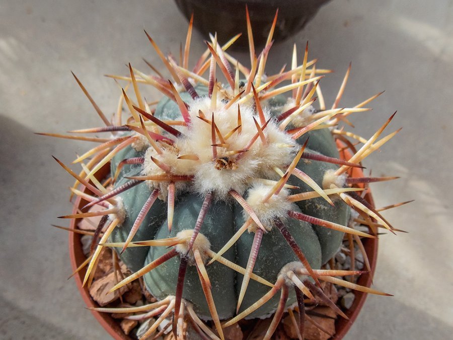 Echinocactus horizonthalonius RC 159 San Andrés, Zac - 10 seeds – Hajek ...