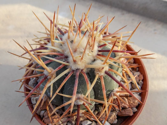 Echinocactus horizonthalonius RC 18 San Francisco, SLP