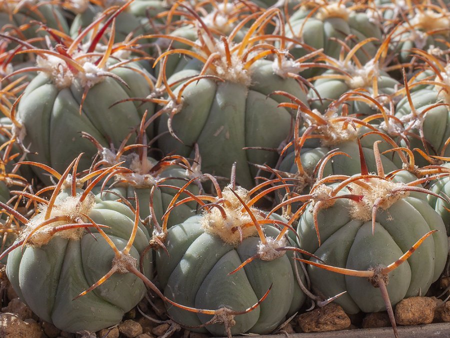Echinocactus horizonthalonius RC 471 Alamogordo, NM