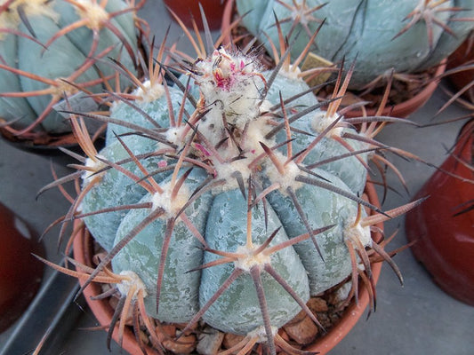 Echinocactus horizonthalonius RC 52 Bajio de Ahuichila, Coah - 10 seeds