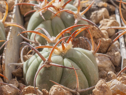 Echinocactus horizonthalonius RC 534 Cerro Alto, Hudspeth Co, Tx
