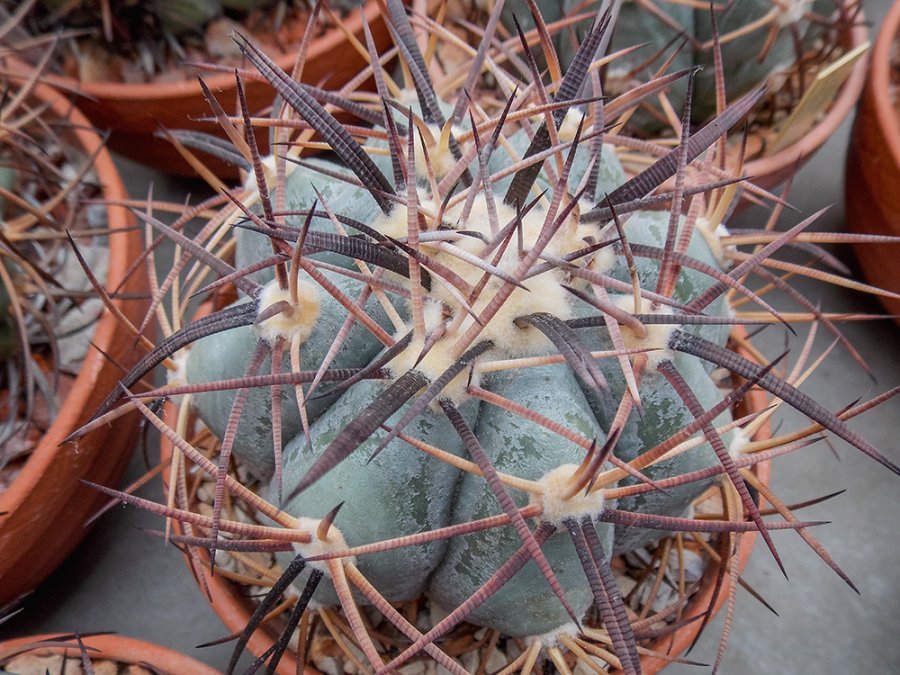 Echinocactus horizonthalonius RC 58 Rancho La Virgen (Cerro Bola), Coah - 10 seeds