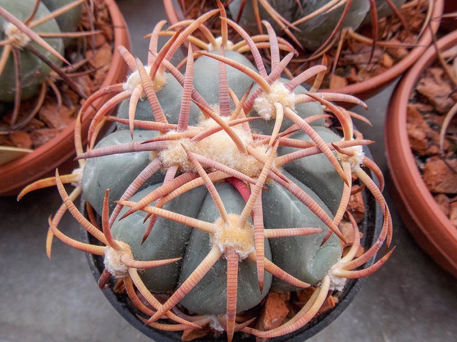 Echinocactus horizonthalonius RC 97 Naitscha, Dur - 10 seeds