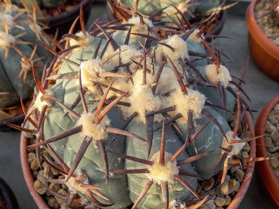 Echinocactus horizonthalonius KŠ 43 Valle del Rosario, Chih