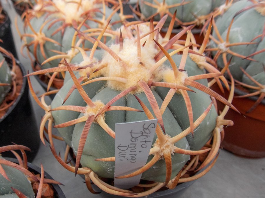 Echinocactus horizonthalonius Santo Domingo, Dur