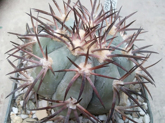 Echinocactus horizonthalonius VZD 269 w of Rancho La Flor, Dur - 10 seeds