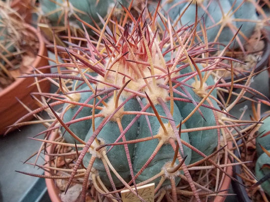 Echinocactus horizonthalonius VZD 326  Finlay, Hudspeth Co, Tx - 10 seeds