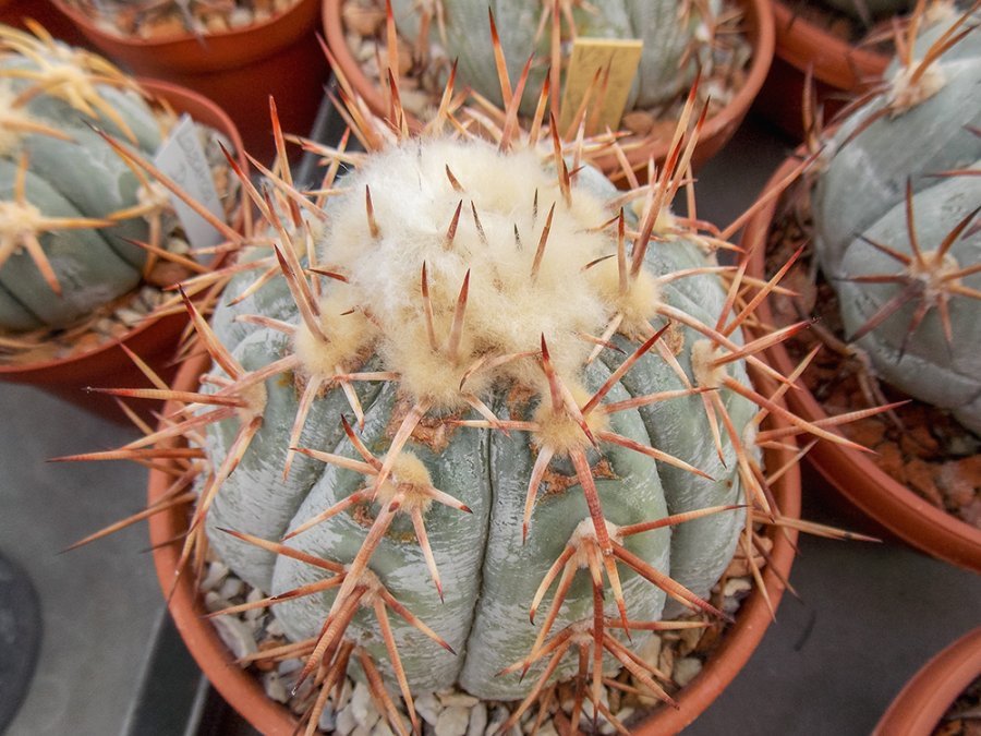 Echinocactus horizonthalonius VZD 546 La Morita, SLP