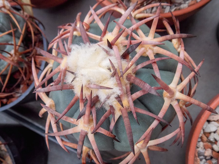 Echinocactus horizonthalonius VZD 683 Dolores, Dur  - 10 seeds