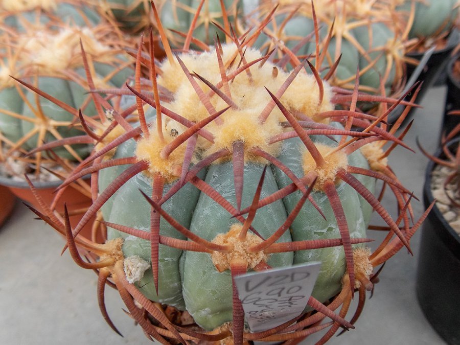 Echinocactus horizonthalonius VZD 690 Arroyo de Cruces, Dur