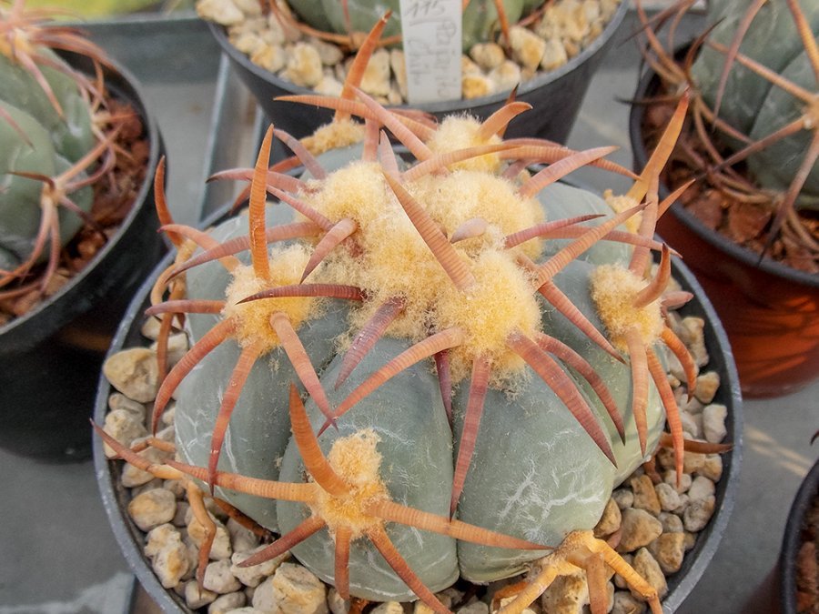 Echinocactus horizonthalonius VZD 699 Pajarito, Chih - 10 seeds