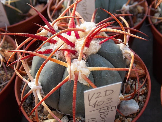 Echinocactus horizonthalonius VZD 703 El Diamante, Chih - 10 seeds