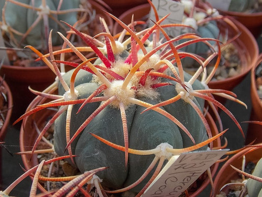 Echinocactus horizonthalonius VZD 705 Hercules, Coah - 10 seeds