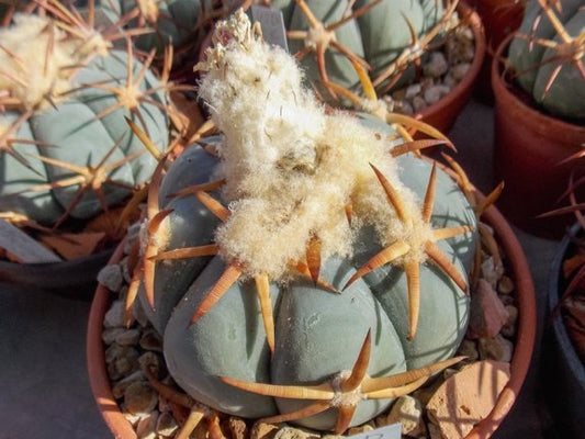 Echinocactus horizonthalonius VZD 896  Ignacio Zaragoza (Los Encinos), Dur