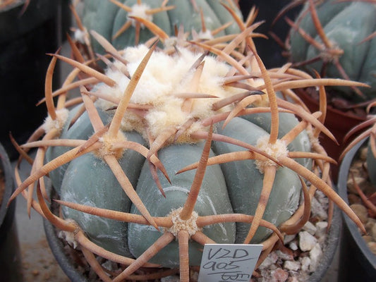 Echinocactus horizonthalonius VZD 905 El Bronco, Dur - 10 seeds