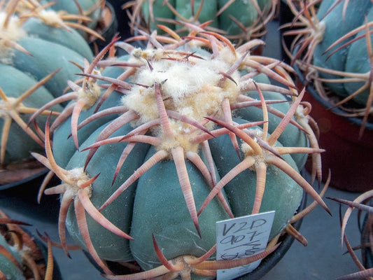 Echinocactus horizonthalonius VZD 907 Mojitomé, Dur - 10 seeds