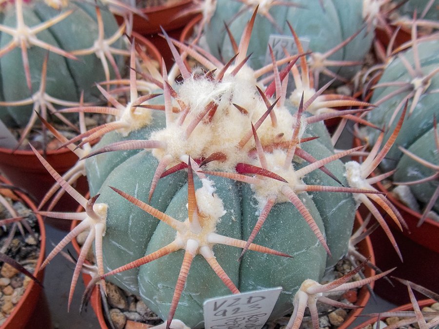 Echinocactus horizonthalonius VZD 923 Rancho Peňa Blanca, Coah