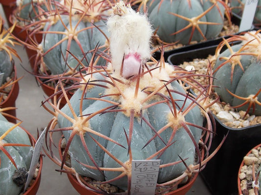 Echinocactus horizonthalonius VZD 925 Est. El Oro, Coah