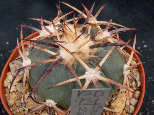 Echinocactus horizonthalonius VZD 931 Caopas, Zac - 10 seeds