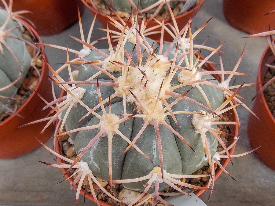 Echinocactus horizonthalonius VZD 932 La Mejorada, Zac