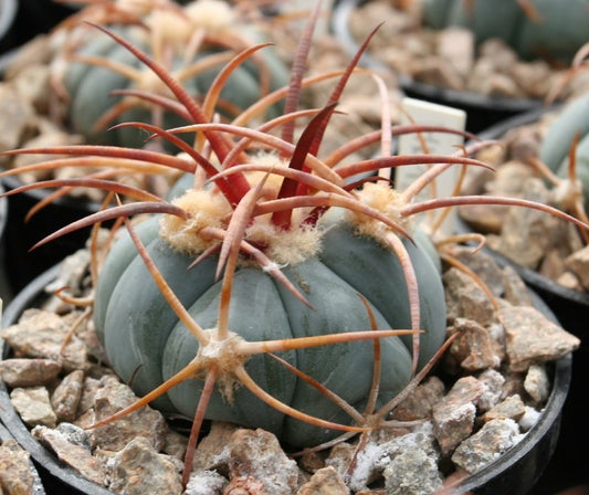 Echinocactus horizonthalonius v. nicholii HK 1218 Silver Bell Mts, Az - 10 seeds