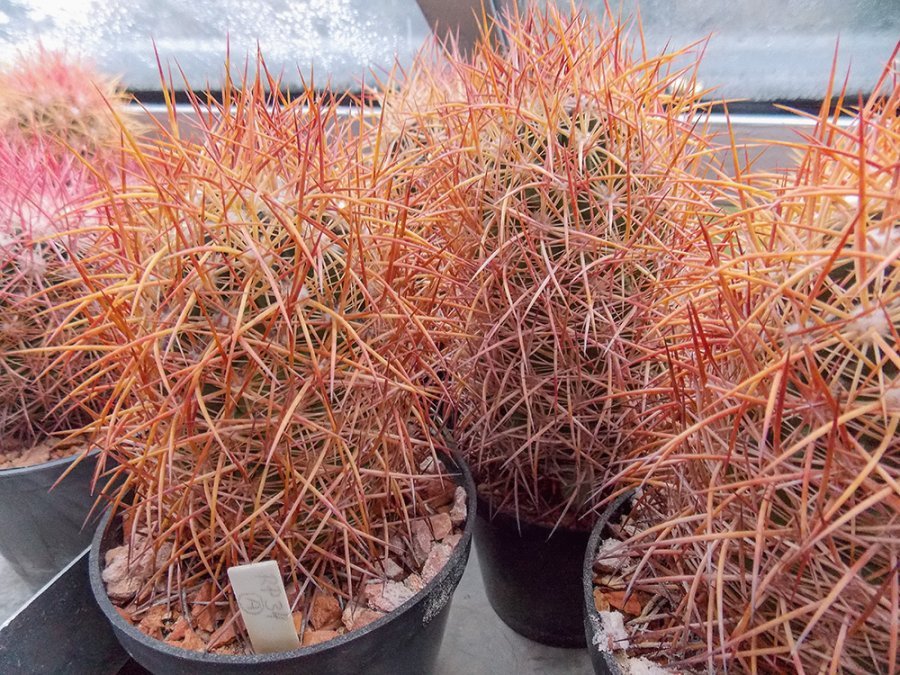 Echinomastus johnsonii RP 34 Frenchman Mts, Nv - 10 seeds