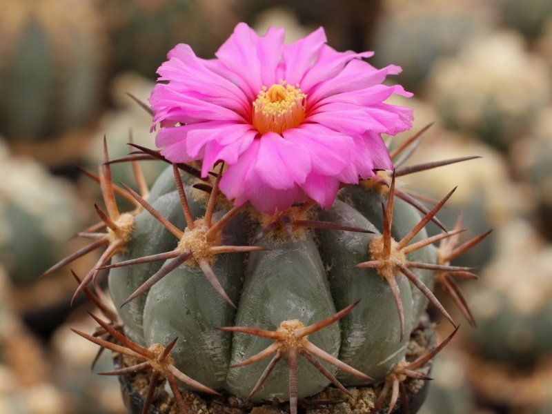 Echinocactus horizonthalonius SB 543 Jarilla Mts, NM - 10 seeds